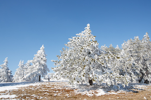 Beautiful pine trees covered with snow growing on frosty plateau under the clear blue sky on a sunny day, wintertime in the mountains