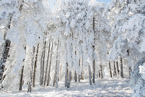 Beautiful forest covered with white snow, dreamlike trees on a sunny day, wintertime in the mountains