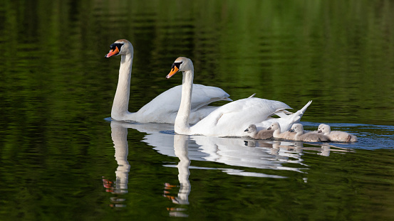 Swans and cygnets in a lake  in calm weather
