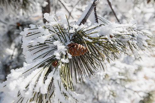 Close-up on pine tree branch covered with white snow, pine cone growing amidst green needles, wintertime in the mountains