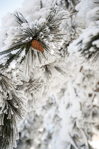 Close-up on pine tree branch covered with snow, small pine cone growing amidst green needles, wintertime in the mountains