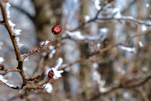Frost on leafless thin branches, dry rosehip holding out, wintertime in the mountains