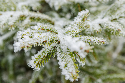 Winter icy branch of a tree after freezing rain on a snow background