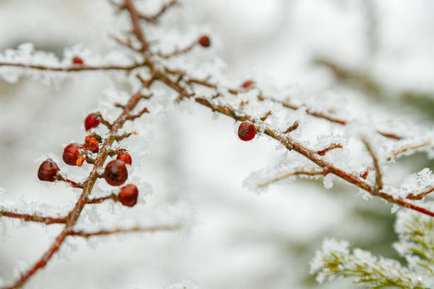 istock Rosehip on twigs covered with frost 1869734171