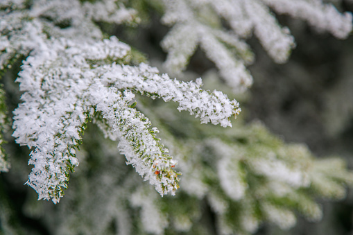 Focus on fir tree branch, green needles covered with white frost, wintertime in the mountains