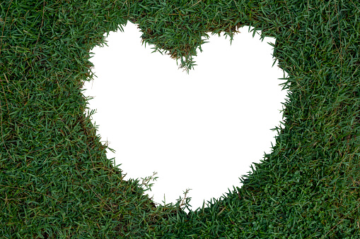 Top view of Japanese lawn grass cut into heart shaped space in the middle isolated on white background included clipping path.