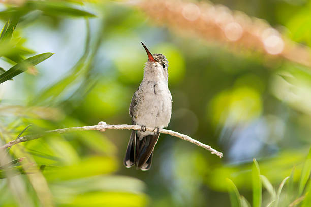 istock Female Broad-billed Hummingbird 186974204