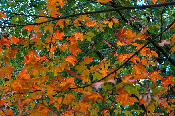 istock Colorful autumn leaves 186974270