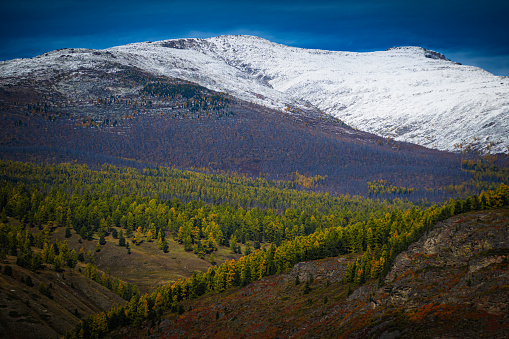 Aerial view of trees and snowcapped mountains at Altai