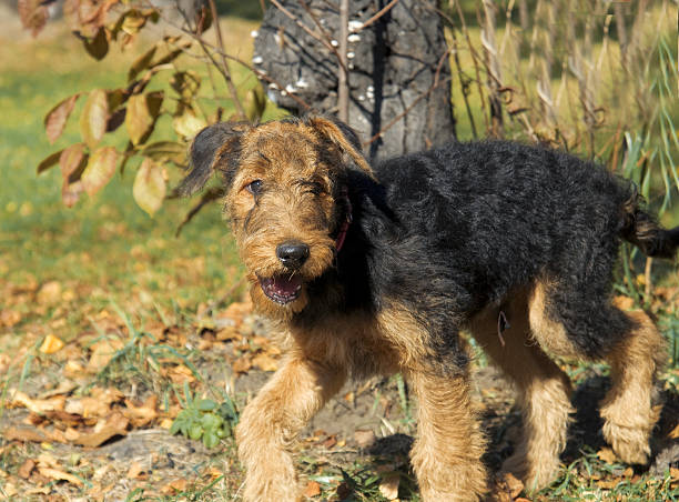 istock Airedale Close-up in the park 186975153