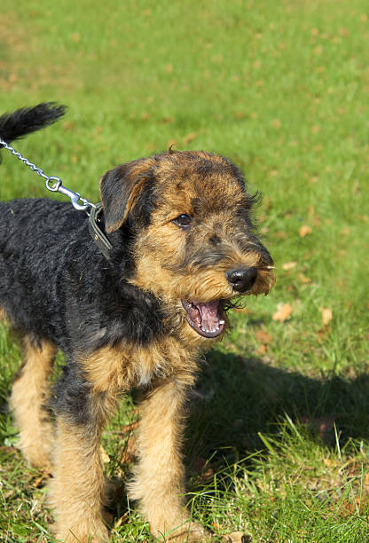 istock Airedale Close-up in the park 186975267
