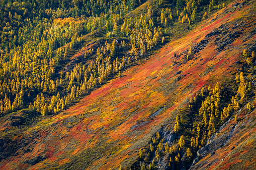 Rocky mountains covered with moss and trees during autumn