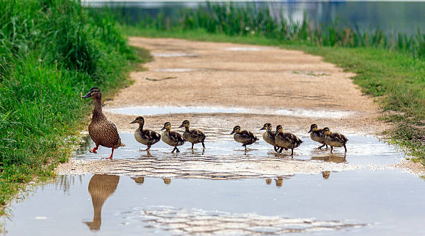 duck and with ducklings crossing path stock photo