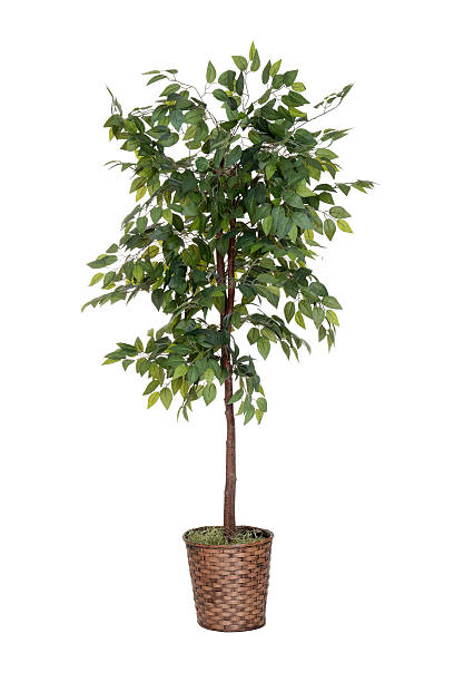 isolated fake tree isolated fake tree on white potted plant stock pictures, royalty-free photos & images