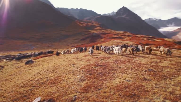 Drone flies behind a herd of yaks in the highlands