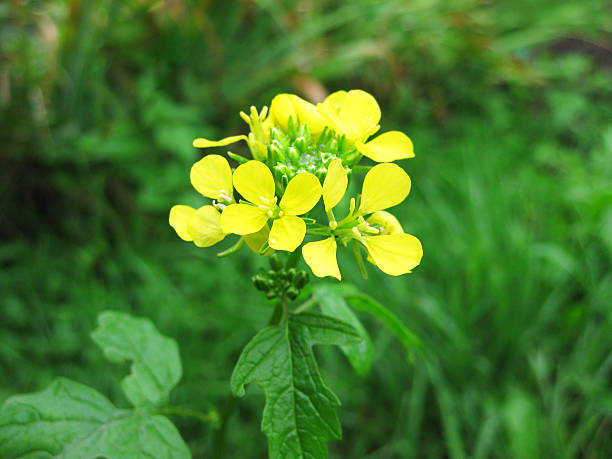 istock yellow flower buckwheat 186975982