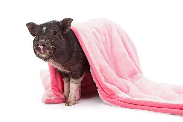 pig in a blanket - hangbuikzwijn stockfoto's en -beelden