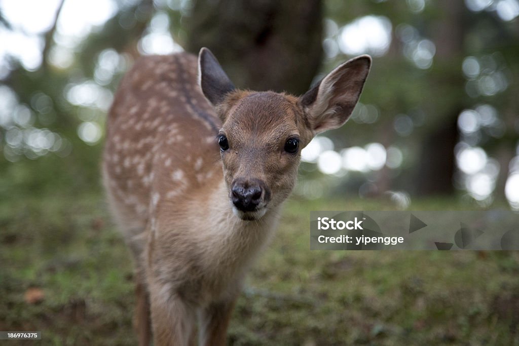 deer - Photo de Bois libre de droits