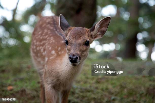 Photo libre de droit de Deer banque d'images et plus d'images libres de droit de Bois - Bois, Concentration, Détermination intérieure