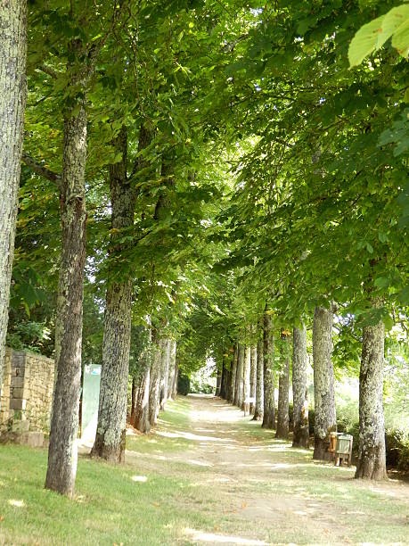 Mediterranean cypress Cupressus sempervirens before a cemetery