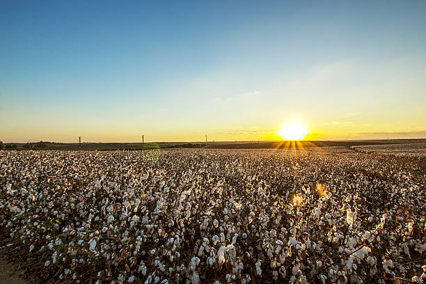 istock Cotton field on the sunshiny day 186976738