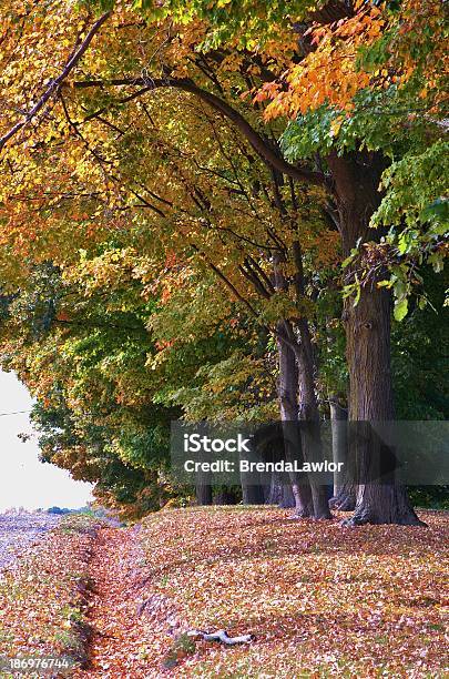 Foto de Opulento De Outubro e mais fotos de stock de Beleza natural - Natureza - Beleza natural - Natureza, Bosque - Floresta, Cena Rural