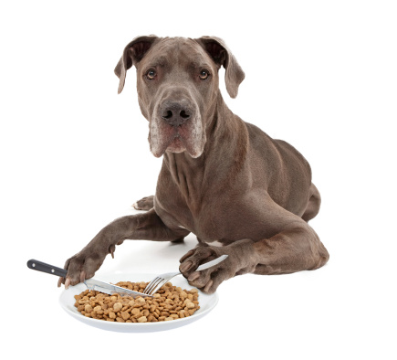 A blue Great Dane dog laying against a white background and eating a plate of food with a knife and a fork that he is holding in his paws