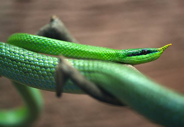 Green snake. Green snake on brown branch. green boa snake corallus caninus stock pictures, royalty-free photos & images