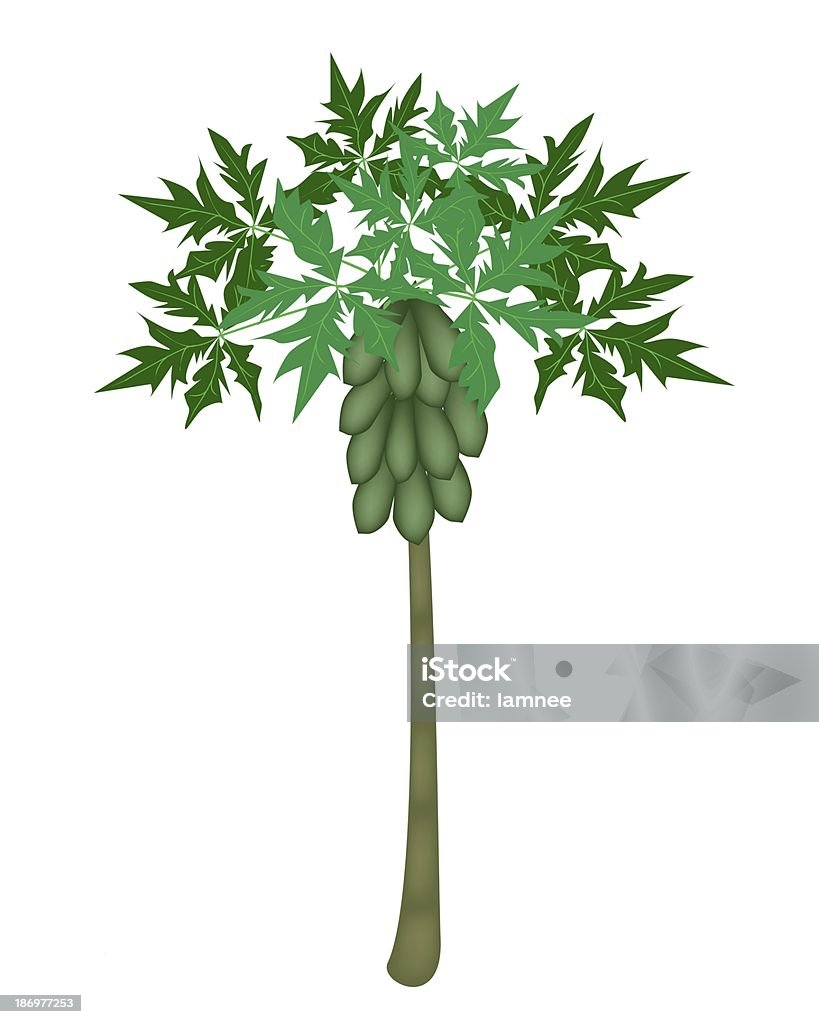 Juego de árbol de Papaya frescos y Papayas - Ilustración de stock de Fondo blanco libre de derechos