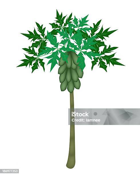 Ilustración de Juego De Árbol De Papaya Frescos Y Papayas y más Vectores Libres de Derechos de Fondo blanco - Fondo blanco, Papaya - Árbol Tropical, Agricultura