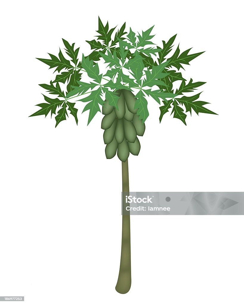 Набор свежих Папайя и папайя дерево - Стоковые иллюстрации Белый фон роялти-фри
