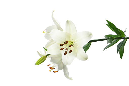Beautiful flower isolated on white background, close up