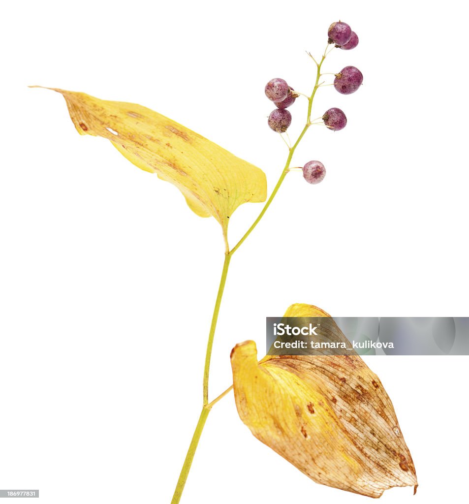 Maianthemum bifolium - Royalty-free Figura para recortar Foto de stock