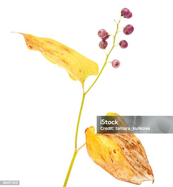 Maianthemum Bifolium - Fotografias de stock e mais imagens de Figura para recortar - Figura para recortar, Flor, Flora