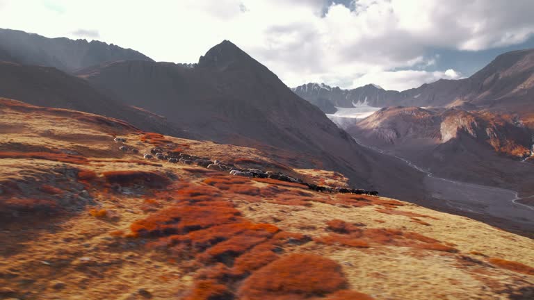 Herd of shaggy oxen or yaks runs in mountains