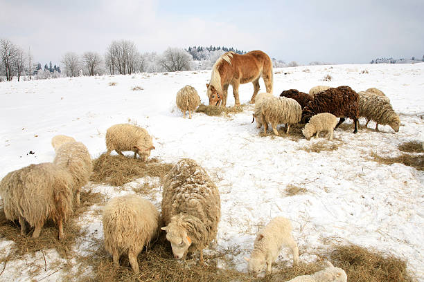 istock Winter on the farm. 186978633