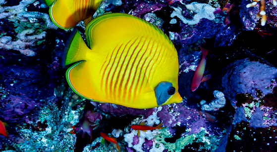 Yellow fish swimming in blue ocean water tropical under water. Scuba diving adventure in Maldives. Fishes in underwater wild animal world. Observation of wildlife Indian ocean. Copy text space