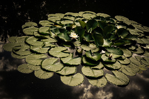 Water lily in the pond. Natural background.