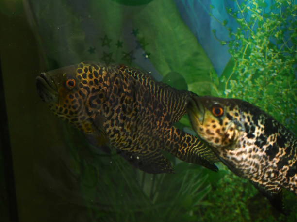 istock big fish swims in a home aquarium close-up 1869800581