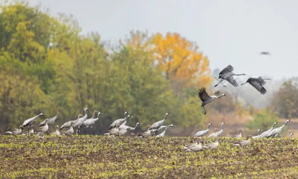 Flock of birds, Common Crane, migration in Hortobagy National Park, UNESCO World Heritage Site, Puszta is one of largest meadow and steppe ecosystems in Europe, Hungary