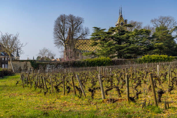 winnice wczesnowiosenne w pobliżu aloxe-corton, burgundia, francja - côte d'or zdjęcia i obrazy z banku zdjęć