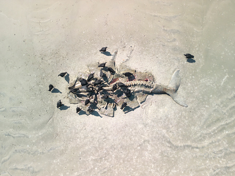 Buzzards feeding on the carcass of a humpback whale calf