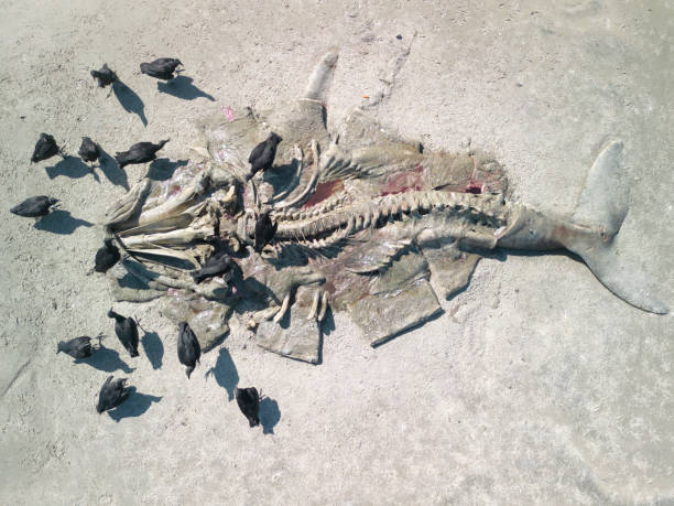 Buzzards feeding on the carcass of a humpback whale calf