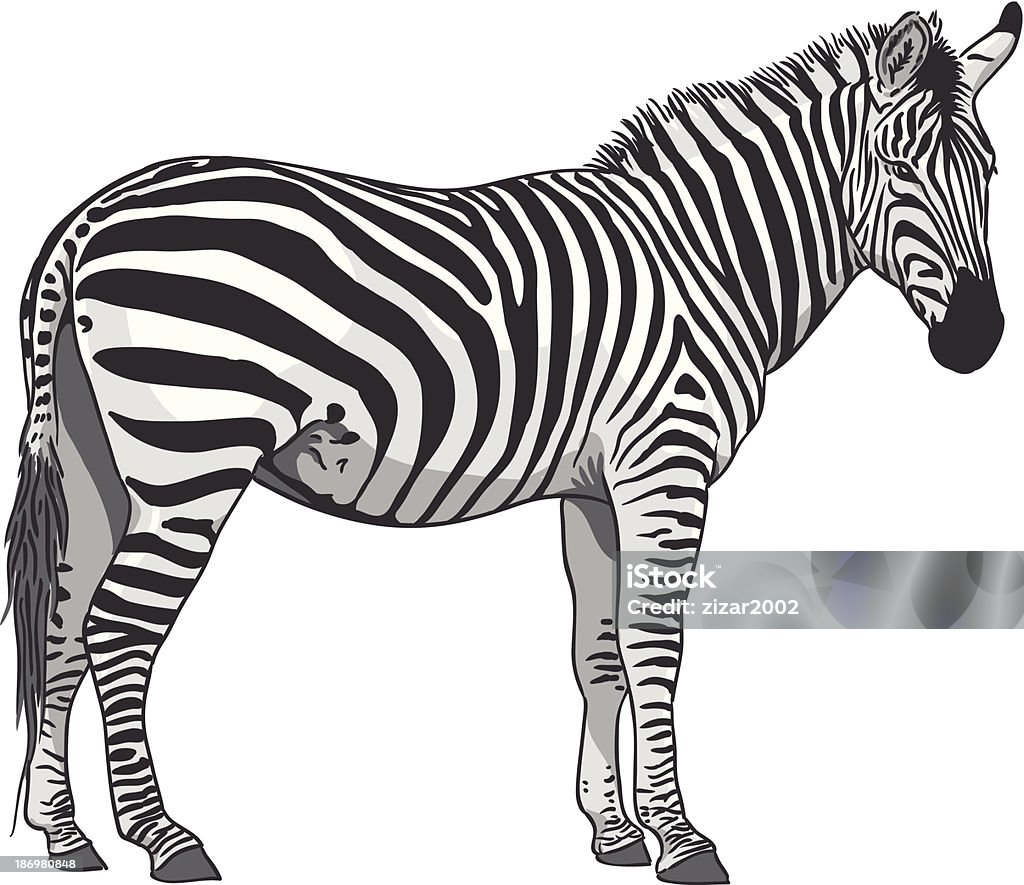 Isolated Zebra Illustration Isolated Plains Zebra Illustration (Grant's Zebra - Equus quagga boehmi) Zebra stock vector