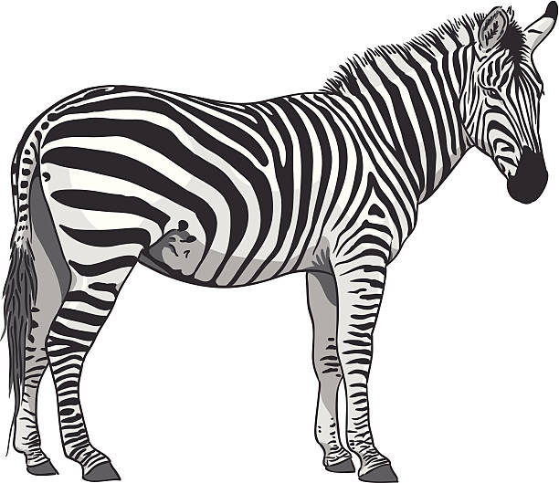 Isolated Zebra Illustration vector art illustration