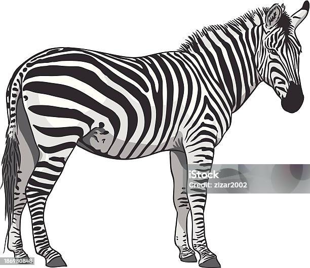 Isolated Zebra Illustration Stock Illustration - Download Image Now - Zebra, Africa, Animal