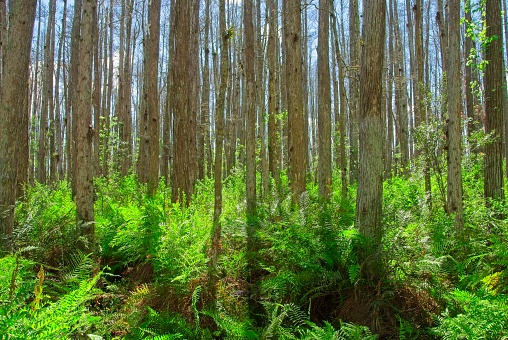 Forest Underbrush Surrounding Dead Trees