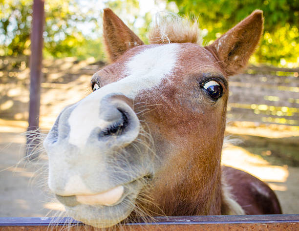 istock Funny horse with eyes wide open 186982008
