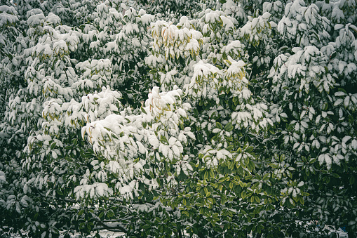 Snow accumulated in the pavement