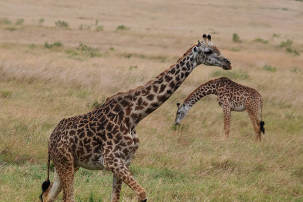 istock Giraffes at Maasai Mara 1869822419